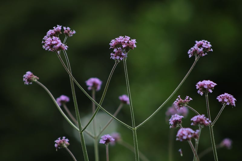 Bee-Friendly Cities