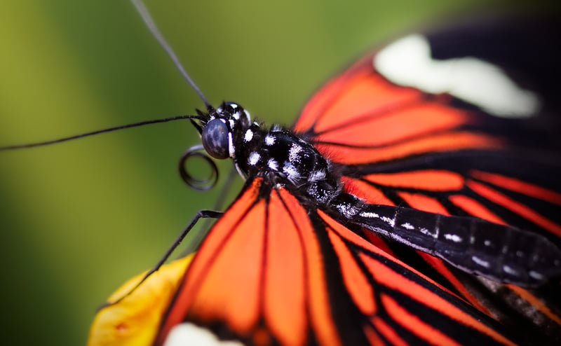 Pollinator Protection